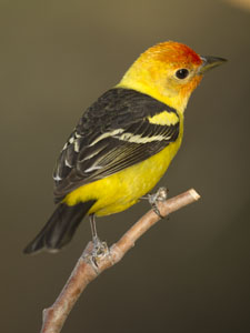 tanager